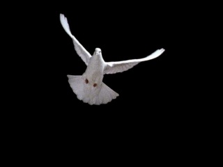 romantic video, very beautiful dove of peace, for all lovers who have separated but remember each other